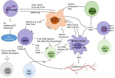 Understanding the Complexity of the Tumor Microenvironment in K-ras Mutant Lung Cancer: Finding an Alternative Path to Prevention and Treatment